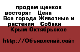 продам щенков восторят › Цена ­ 7 000 - Все города Животные и растения » Собаки   . Крым,Октябрьское